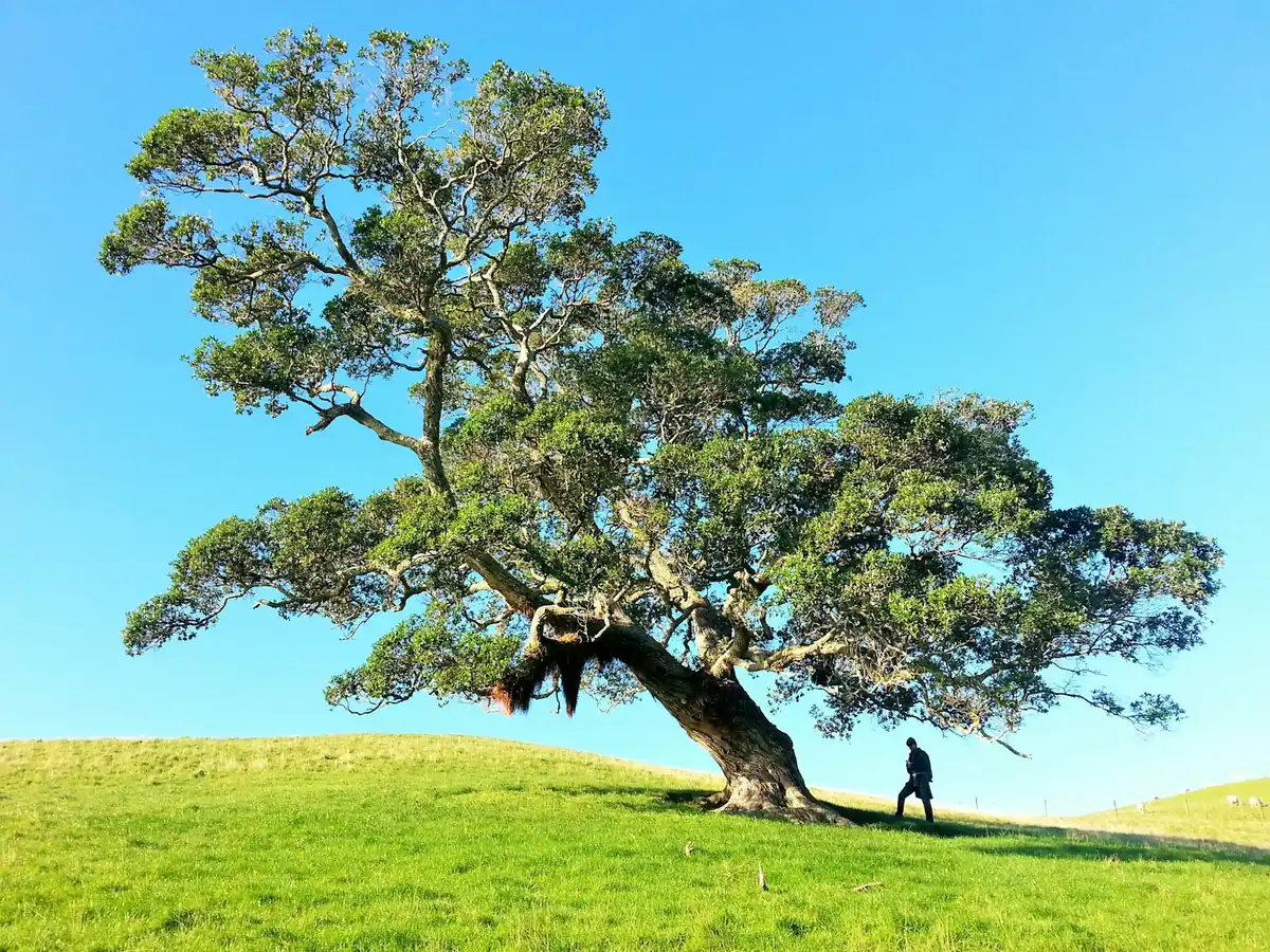 Dein innerer Baum – Was dein Unterbewusstsein dir zeigen will