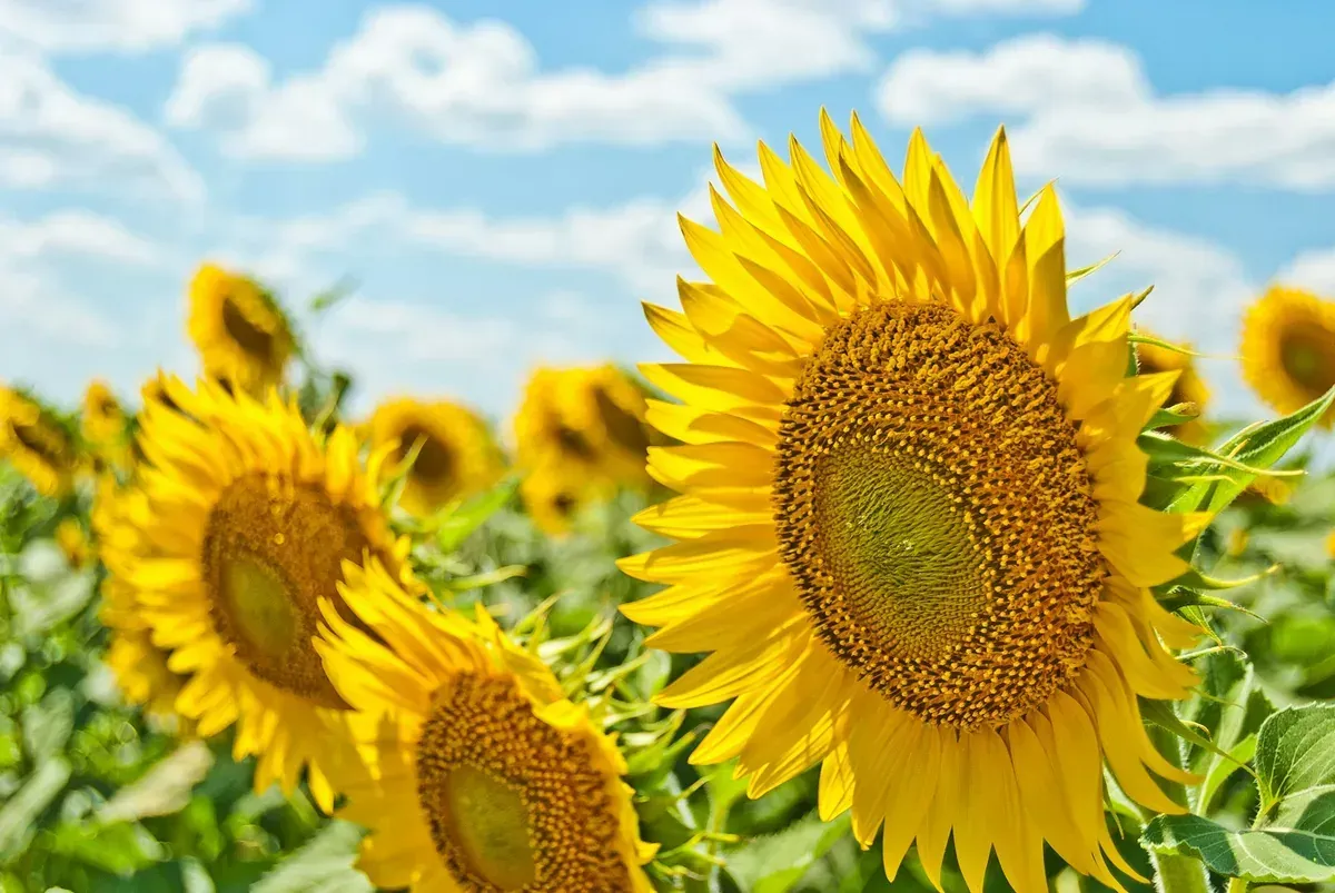 Der Sommer gehört dir: Wie du die Jahreszeit des Lichts bewusst lebst