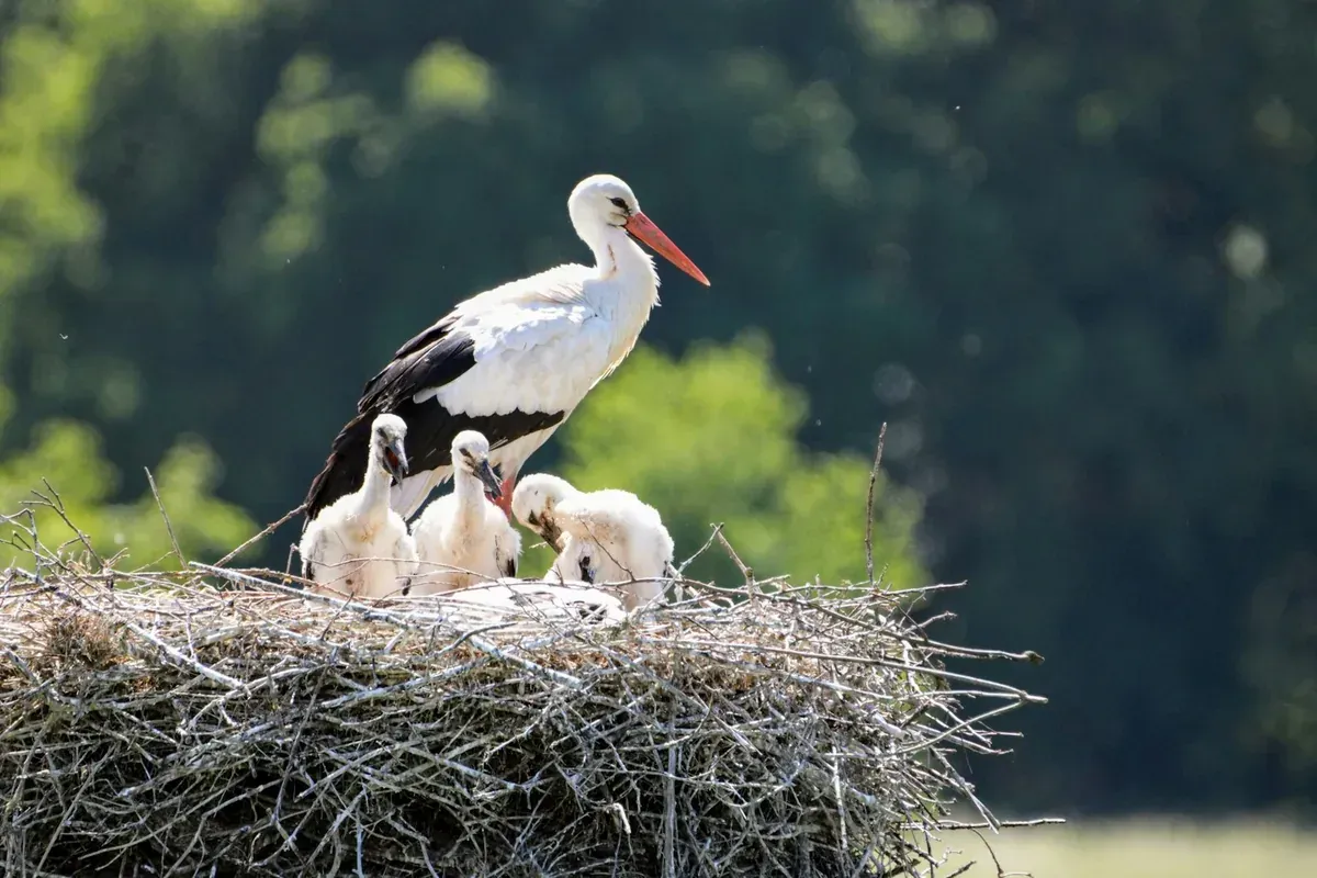 Kein Nest entsteht mit einem Ast — der Storch als Erfolgslehrer