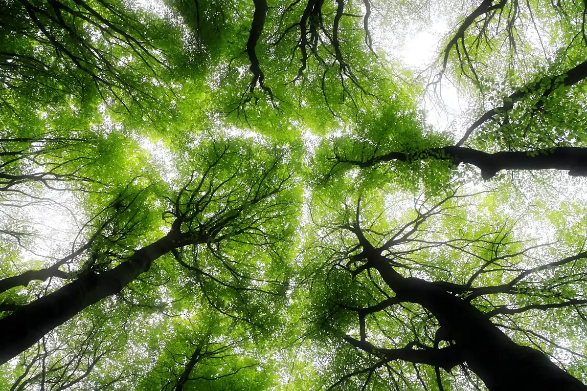 Natur als Therapeut: Warum der Wald heilt, was Ratgeber nicht können