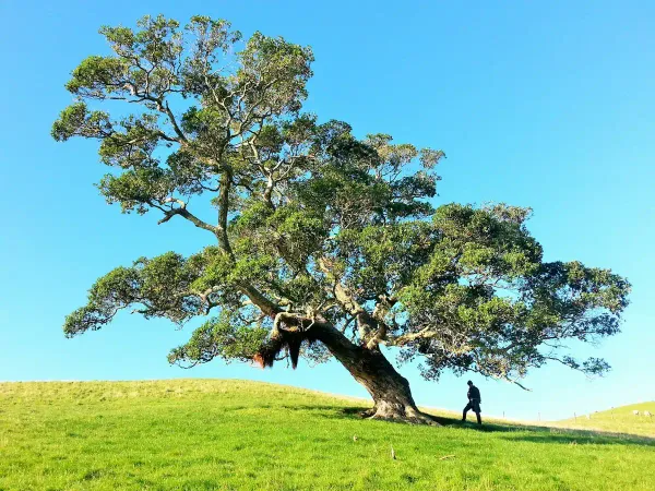 Dein innerer Baum – Was dein Unterbewusstsein dir zeigen will