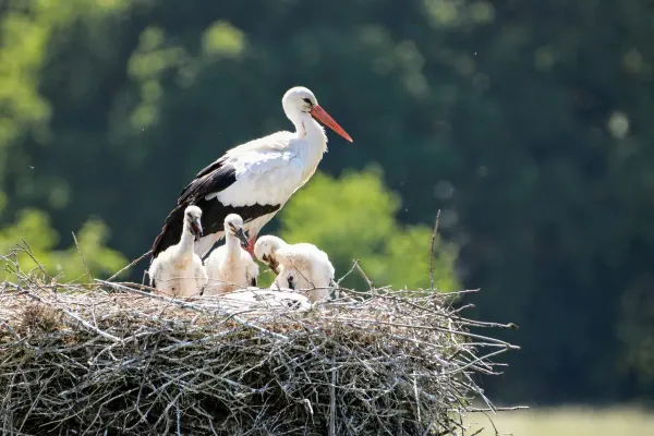 Kein Nest entsteht mit einem Ast — der Storch als Erfolgslehrer