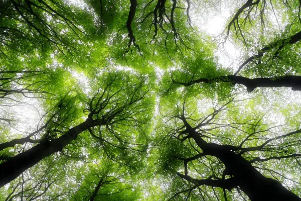 Natur als Therapeut: Warum der Wald heilt, was Ratgeber nicht können